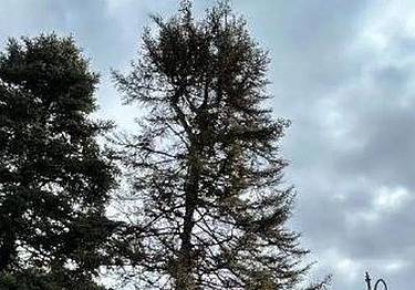 A destra l’albero da abbattere