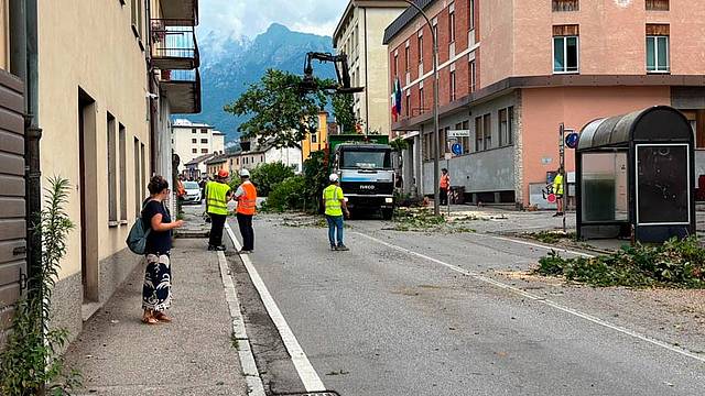 Belluno - tagliati 23 alberi in viale Fantuzzi Belluno - tagliati 23 alberi in viale Fantuzzi