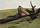 Andrew Newell Wyeth (American, 1917-2009), April Wind, 1952. Egg tempera on gesso panel. Gift of Mr. and Mrs. Joseph R. Swan, 1957.628