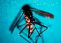 west_nile_fg_ipa west_nile_fg_ipa