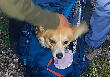 Il cagnolino è stato portato in salvo dentro uno zaino
