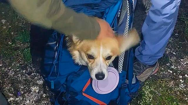 Il cagnolino è stato portato in salvo dentro uno zaino Il cagnolino è stato portato in salvo dentro uno zaino