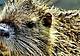 la nutria, mammifero roditore originario del Sud America