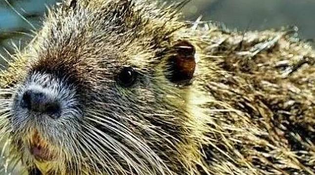 la nutria, mammifero roditore originario del Sud America la nutria, mammifero roditore originario del Sud America