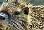 la nutria, mammifero roditore originario del Sud America