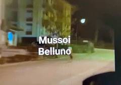 Lupo a spasso per le strade di Belluno ripreso dai passanti
