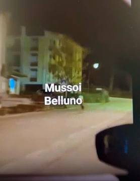 Lupo a spasso per le strade di Belluno ripreso dai passanti Lupo a spasso per le strade di Belluno ripreso dai passanti