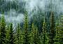 foresta_nebbia_canva