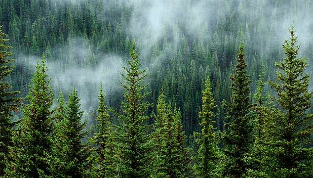 foresta_nebbia_canva