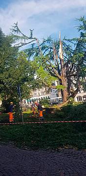 Il cedro disfatto - gli operai stanno tagliando i rami pericolanti Il cedro disfatto - gli operai stanno tagliando i rami pericolanti