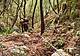 nel bosco a nord della palestra di roccia di Santa Felicita