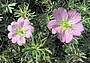 geranium-argenteum