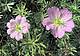 geranium-argenteum