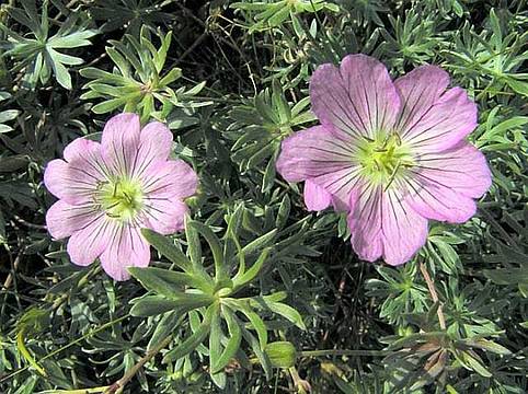 geranium-argenteum