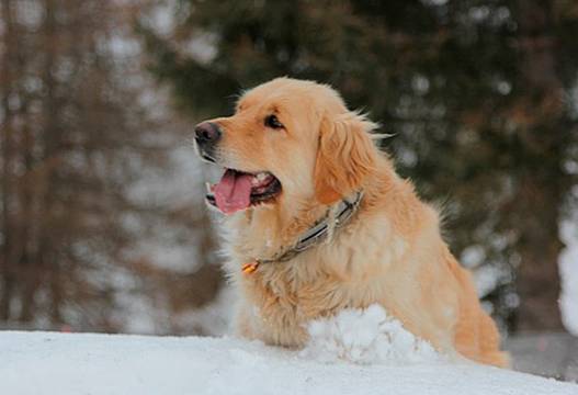 Golden Retriever - Corso nazionale delle Unità cinofile da valanga Golden Retriever - Corso nazionale delle Unità cinofile da valanga