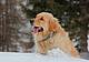 Golden Retriever - Corso nazionale delle Unità cinofile da valanga