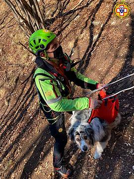 Ula - pastore australiano di 9 anni 2 Ula - pastore australiano di 9 anni 2
