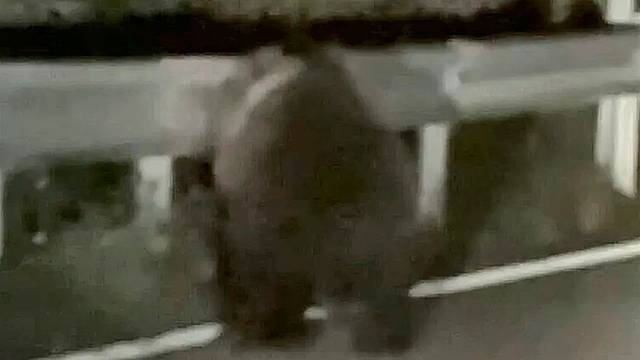 Un frame dell'orso avvistato