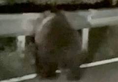 Un frame dell'orso avvistato Un frame dell'orso avvistato