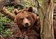 Un orso