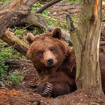 Un orso Un orso