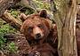 Un orso Un orso