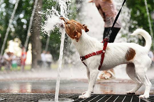 cane_caldo_fontanella_canva