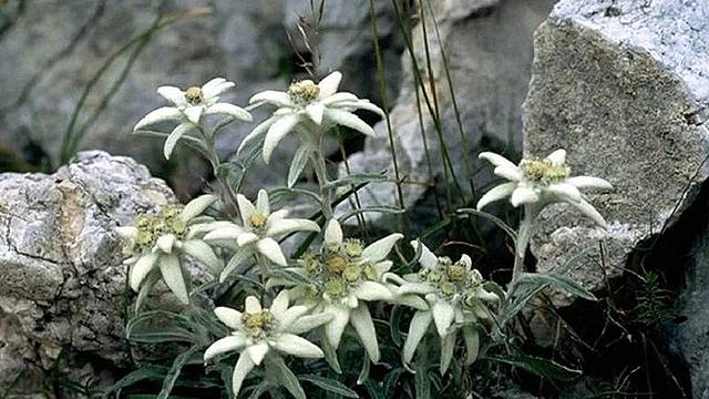 Legambiente premia il Parco delle Dolomiti bellunesi Legambiente premia il Parco delle Dolomiti bellunesi