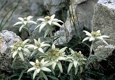 Legambiente premia il Parco delle Dolomiti bellunesi