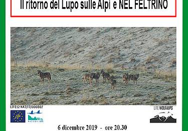 Il ritorno del Lupo sulle Alpi e nel Feltrino