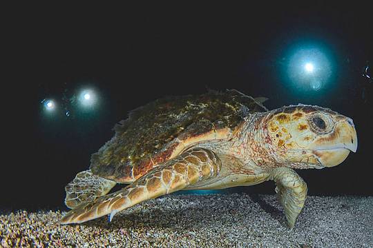 La specie è abitudinaria e ogni anno depone le uova nel solito posto - canva