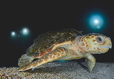 La specie è abitudinaria e ogni anno depone le uova nel solito posto - canva