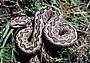 Una vipera si riscalda al sole Una vipera si riscalda al sole