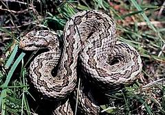 Una vipera si riscalda al sole Una vipera si riscalda al sole