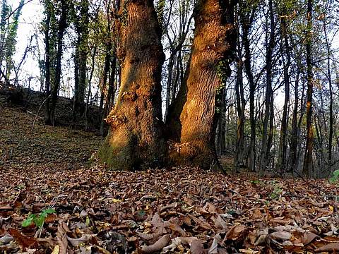 il-bosco-delle-castagne-2