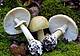 Amanita Falloide