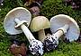 Amanita Falloide