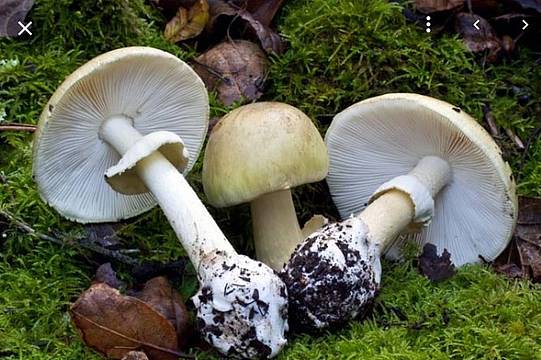 Amanita Falloide