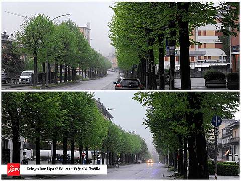 alberi-in-via-feltre-prima-del-taglio-web