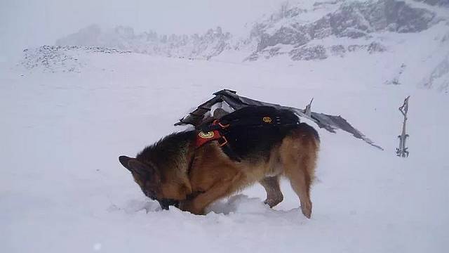 cane da ricerca nella neve cane da ricerca nella neve