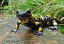 salamandra - I tesori dell'acqua salamandra - I tesori dell'acqua