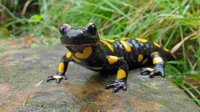 salamandra - I tesori dell'acqua