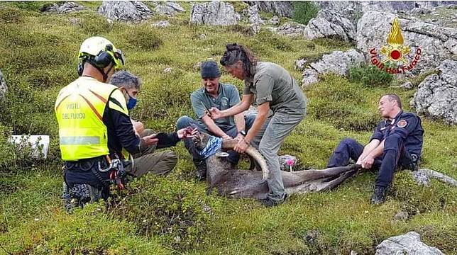 Soccorso allo Stambecco soffocato da scatoletta di tonno Soccorso allo Stambecco soffocato da scatoletta di tonno