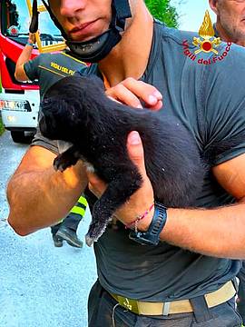 L'altro cucciolo L'altro cucciolo