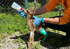 Le cure al cucciolo di capriolo da parte degli operatori del Cras di Belluno Le cure al cucciolo di capriolo da parte degli operatori del Cras di Belluno