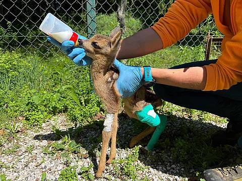 Le cure al cucciolo di capriolo da parte degli operatori del Cras di Belluno Le cure al cucciolo di capriolo da parte degli operatori del Cras di Belluno