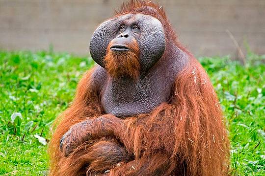 orango_Tapanuli_indonesia_canva orango_Tapanuli_indonesia_canva