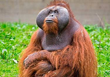 orango_Tapanuli_indonesia_canva