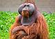 orango_Tapanuli_indonesia_canva