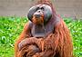 orango_Tapanuli_indonesia_canva orango_Tapanuli_indonesia_canva